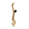 Image of Bakballs firm black positioned against a spine model
