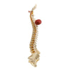 Image of Bakballs regular red positioned against a spine model